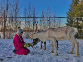 Beautiful rural experience with reindeer Tervola
